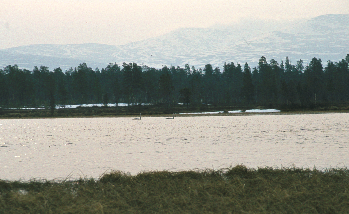 Elv, landskap Tufsingdalen 1983 Elv.Natur og landskap