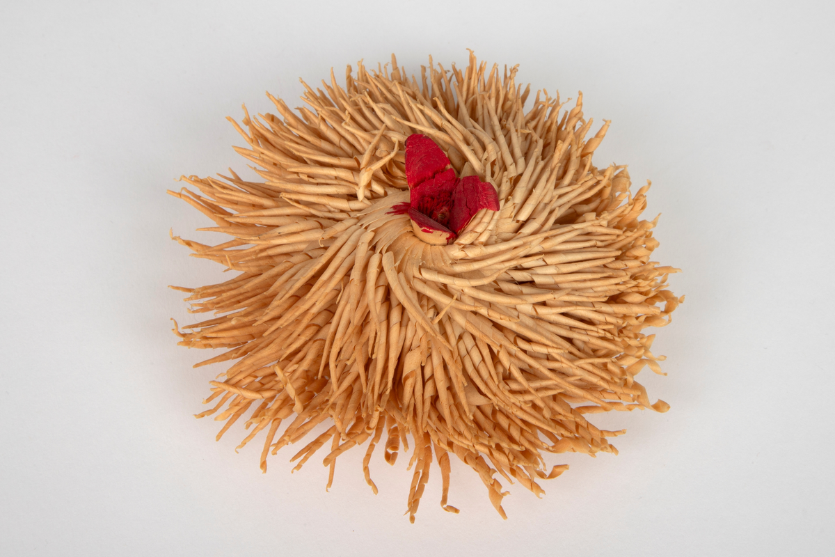 Sjøanemone skåret i et stykke tre. Figuren er skåret ut slik at et hundrevis av "tråder" i spon danner en tue. På toppen et rødt hode.