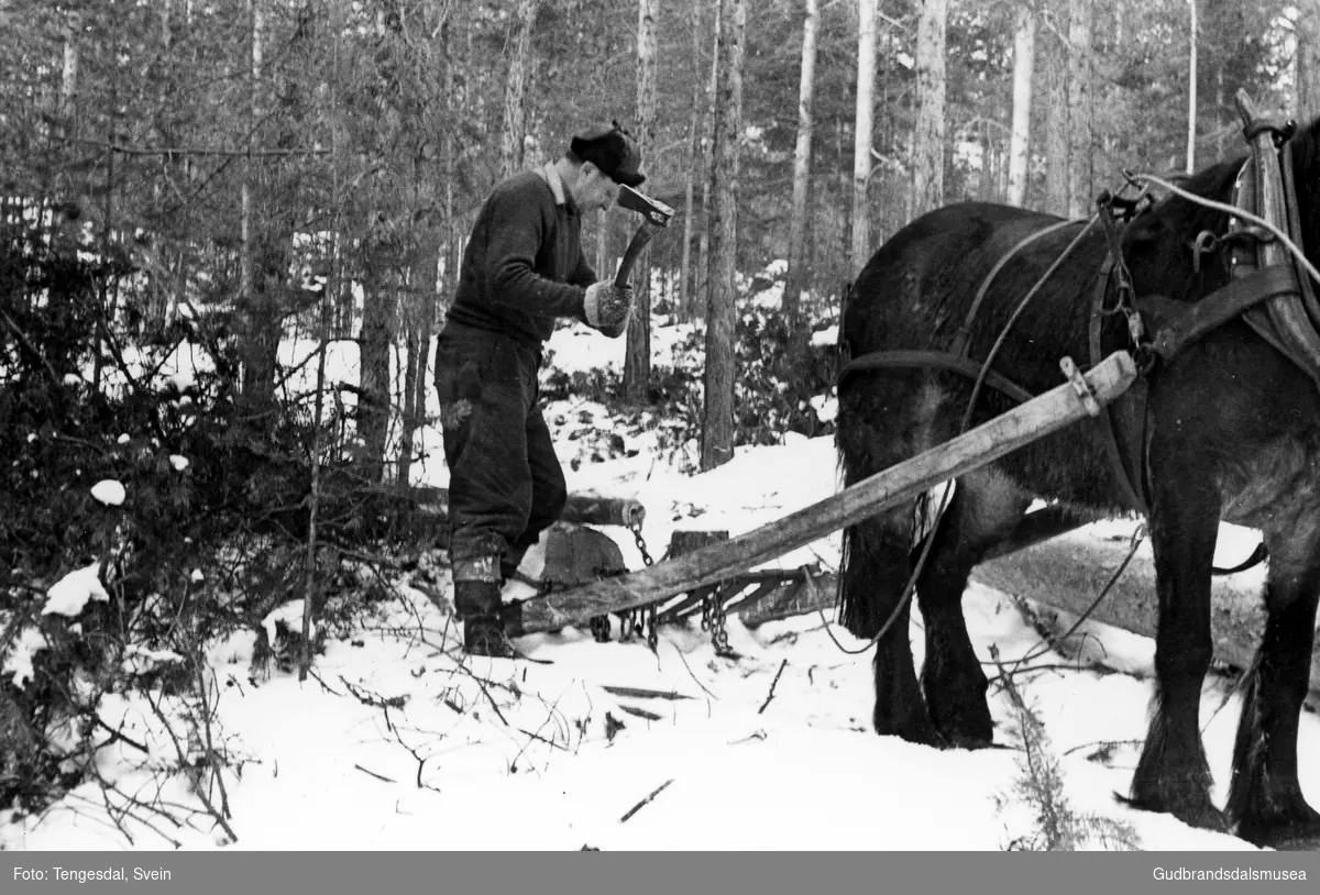 Jon Tundrali (f. 1925) lynner tømmer med hest