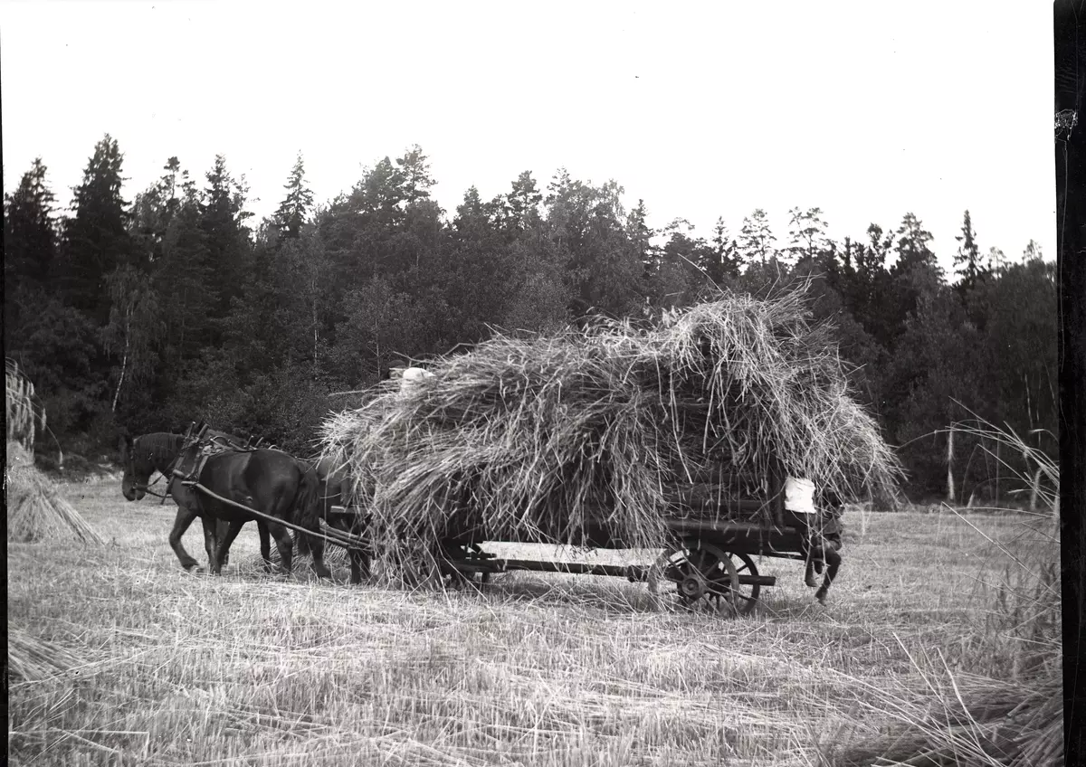 "Rågen köres hem på Sätraäng. Den 14 augusti 1899."
Fotot troligen taget av Axel Pehrson, sommargäst vid Sjöstugan, Sätra äng, Danderyd.