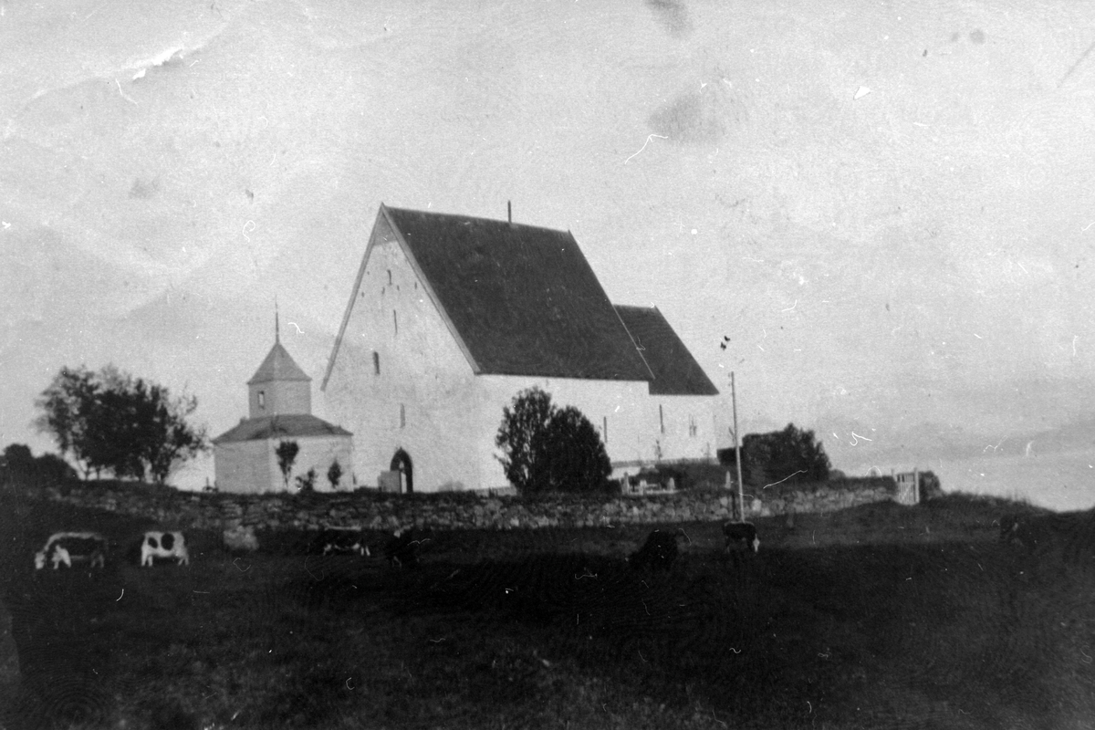 Trondenes kirke, med kyr som beiter i forgrunnen.