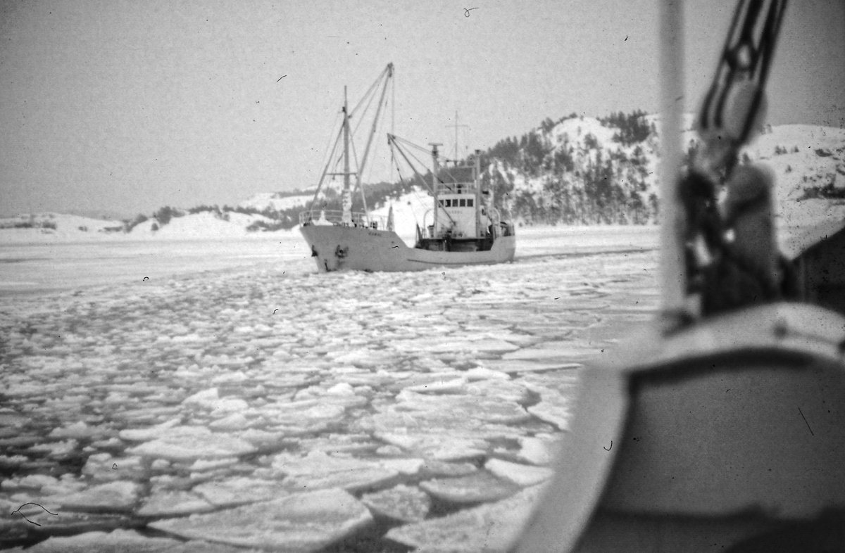 Frakteskøyta "Cabel" jobber seg gjennom isen. 1960-70