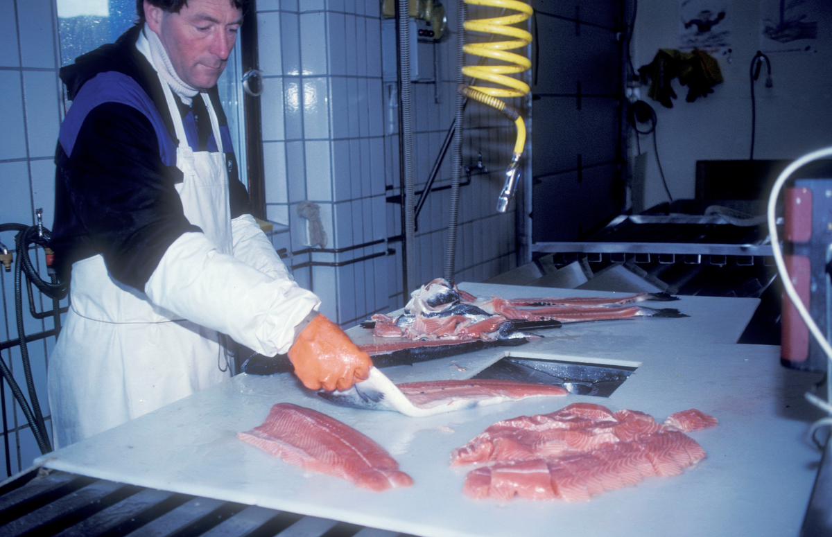 Bjugn, 1992 : Mann fileterer oppdrettsfisk