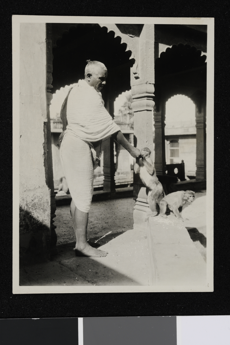 Prest mater en ape. Fotografi tatt i forbindelse med Elisabeth Meyers reise til India 1932-33.