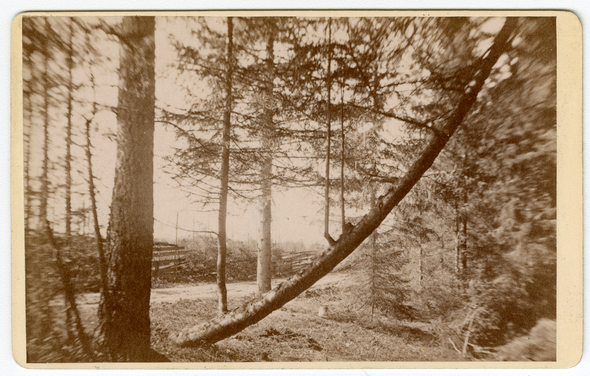 Foto av naturlandskap, antagelig i nærheten av Dal Gård ca. 1875 -1885