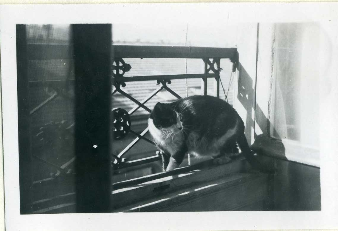 En katt sitter vid ett öppet fönser med järnräcke på utsidan, katten heter "Castor".