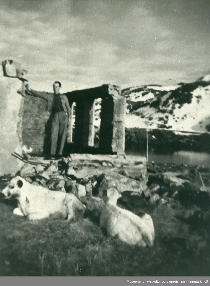 En mann står i ruinene av et hus. To kyr ligger i gresset. Bilde er kanskje tatt i Kamøyvær. 1946.