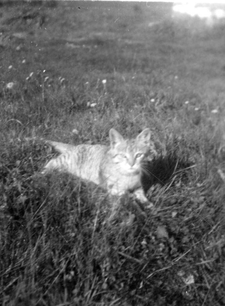 Halvvoksen katt ligger i gresset.