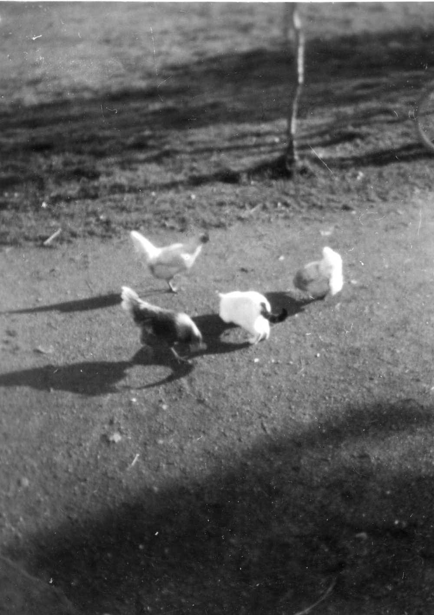 Tre høner og en katt på et tun