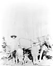 Harving med to hester, på Skorta i 1930. Halvor Grønseth med
