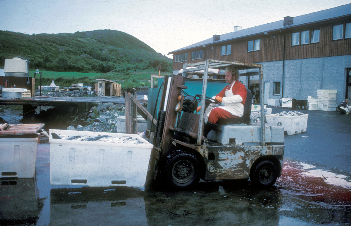 En mann bruker trucken til å flytte et kar fylt med fisk og vann.