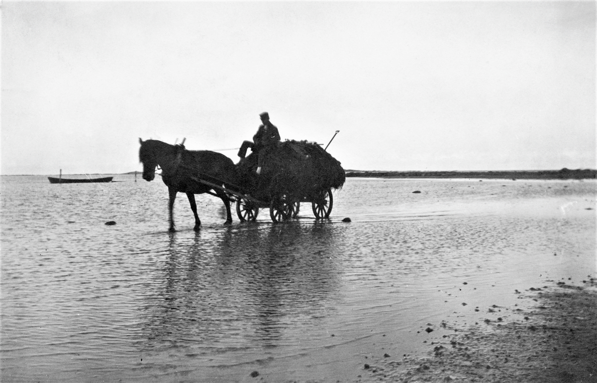 Tångkörare. Man på kärra efter häst med tånglass på grunt vatten. Tången samlades för att användas som gödsel i jordbruket.