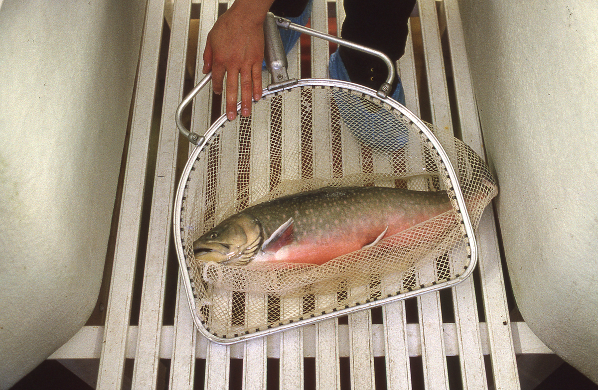 Forsøksanlegg, Kårvika på Ringvassøy, UiT (1994) : Framvisning av en fisk