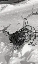 Reinsdyrs-gevir innsurret i wire.  Utstilt ved brakke 101 i 