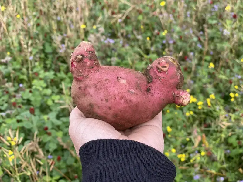 Potetplukking i Lom