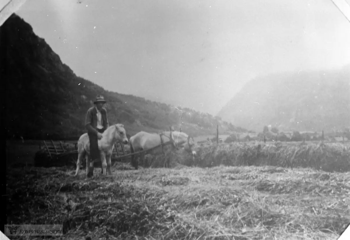 Slåttonn på Nordvollen i Eresfjord ca. 1938. Asbjørn Olav Øveraas rir på føllet. Dei dreserte hestane tidlig den gangen.