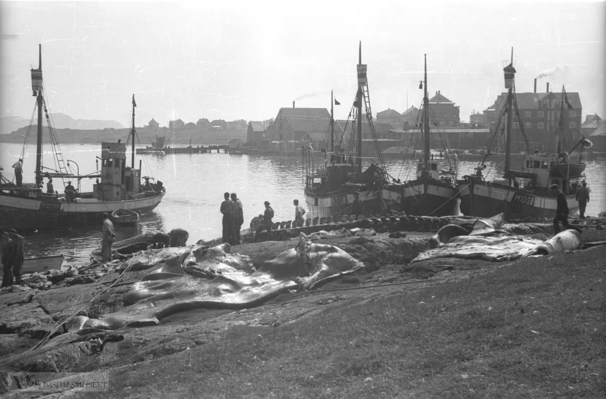f.v M.22.SØ. M.7.SØ. ukjent. M.10.SØ. .Småkvalbåter som leverte kval under krigen..(Sæbjørnsens sine båter ble overtatt av tyskerne)..Her er en kval tatt i land på Støholmen..(Filmbeholder datostemplet Sept 1942)
