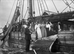 Flensing fra båten..Båten er trolig Vikertangen..