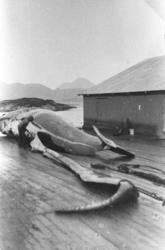 Flensing av kval på Aukra Hvalstasjon.