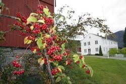 Nesset prestegård."bærbusk" ."Romsdalsmuseet 100 år".Jubileu