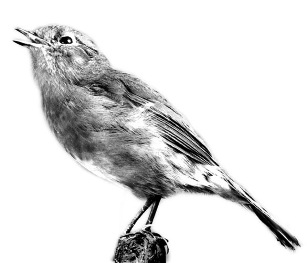 Orden: Spurvefugler, trostefamilien. 
Rødstrupen er utstoppet i sittende stilling med åpent nebb og hodet vendt mot venstre. 
