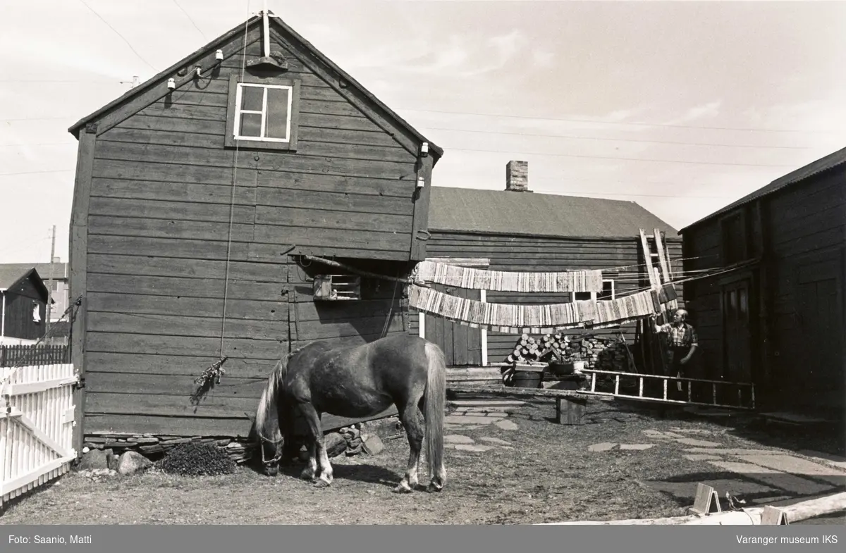 Alf Tuomainen på tunet i Tuomainengården 1977 med hest og tepper som henger til tørk