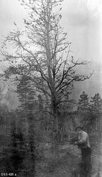 "Fra Lyngen:  Furu snauklippet av klatremus"