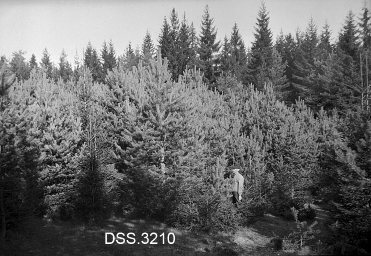 Ungskogbestand på Gjørmerud i Nes prestegardsskog på Romerike.  Bestandet domineres av 4-5 meter høye furutrær, men det har også en del mindre grantrær.  En eldre herre med busseull og sixpencelue betrakter tilveksten.  I bakgrunnen eldre granskog. 