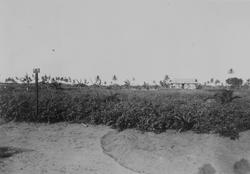 Mosambik. 1914. Fra en plantasje, stasjon, som tilhørte Soc.