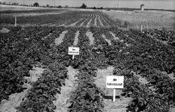 Gjødslingsforsøk, poteter