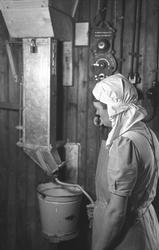 Trønderfrukt på Røra