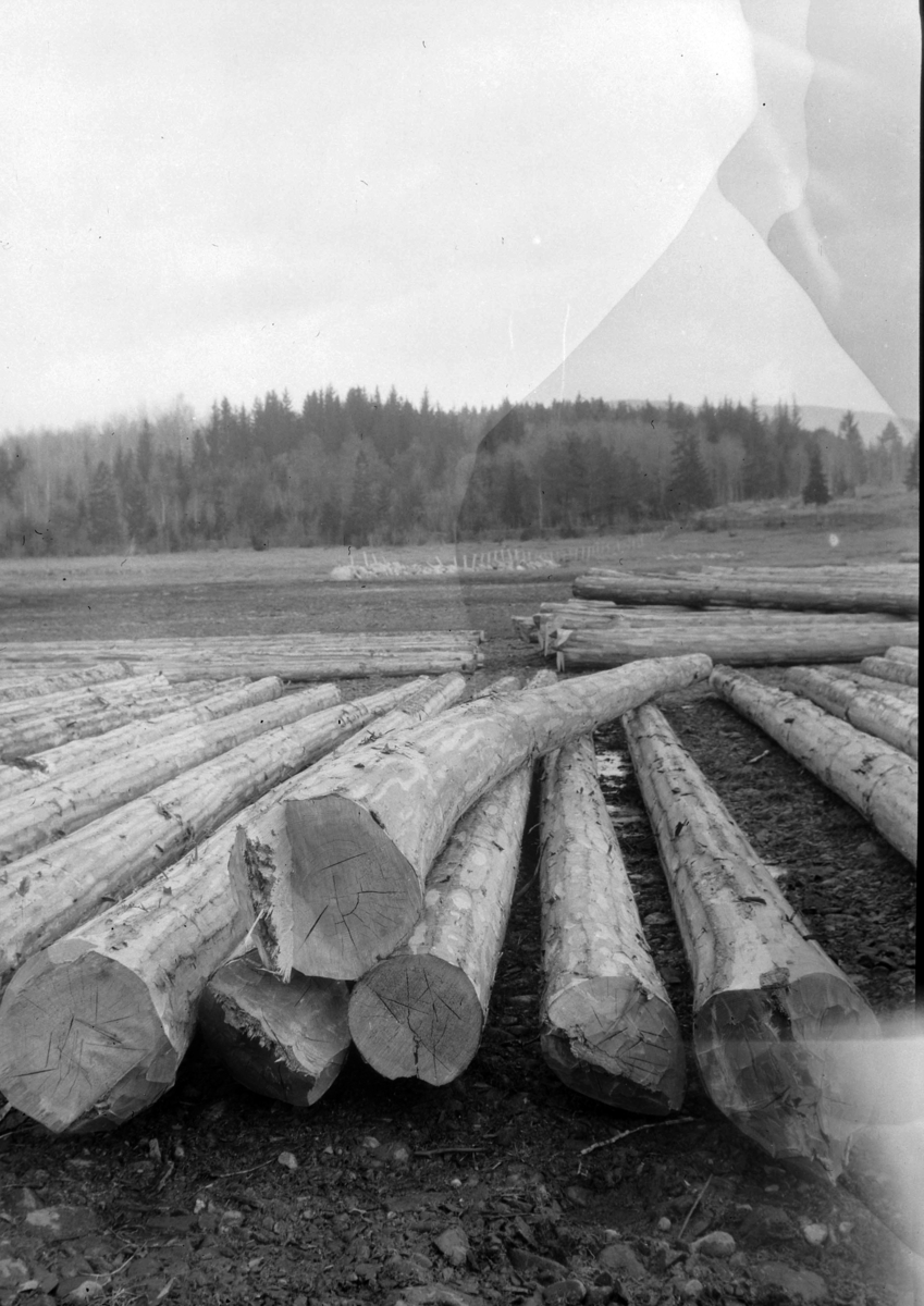Ole Løken var formann i styret for Ringsaker og Nes Almenning, opptatt av skogsdrift og vedlikehold av skogen, hogst og tynning, barket tømmer klar for fløting,