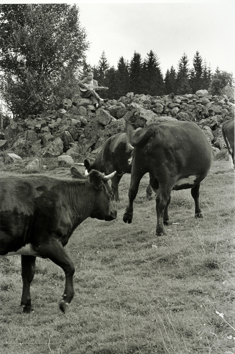 Alf Prøysen i Ringsaker i 1961, foto Johan Brun for Dagbladet, negativer på Hedmarksmuseet
