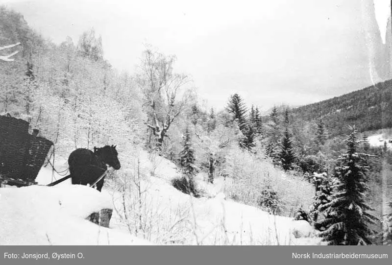 Vinter. Kjøring med hest og slede ned fra staulen i Haukåsgrenda i øvre Austbygde