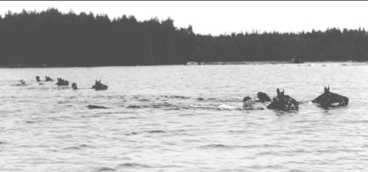 Simning över sjön Vristulven under patrullfälttävlan år 1934. Löjtnant Sven Littorin i täten för 2:a skvadrons patrull simmar med hästarna. "Slende"r f 1916 e Ecossais-Sheen** och "Häxan" f 1927 e Alconte- irländskt sto.