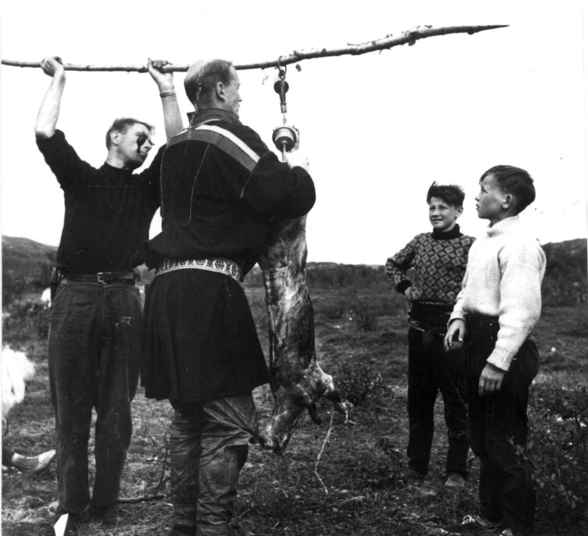 Reindriftskurs. Lærer Aarseth og dyrlge Skjenneberg veier en slaktet kalv mens elvever ser på.. Ytre Billefjord 1959.