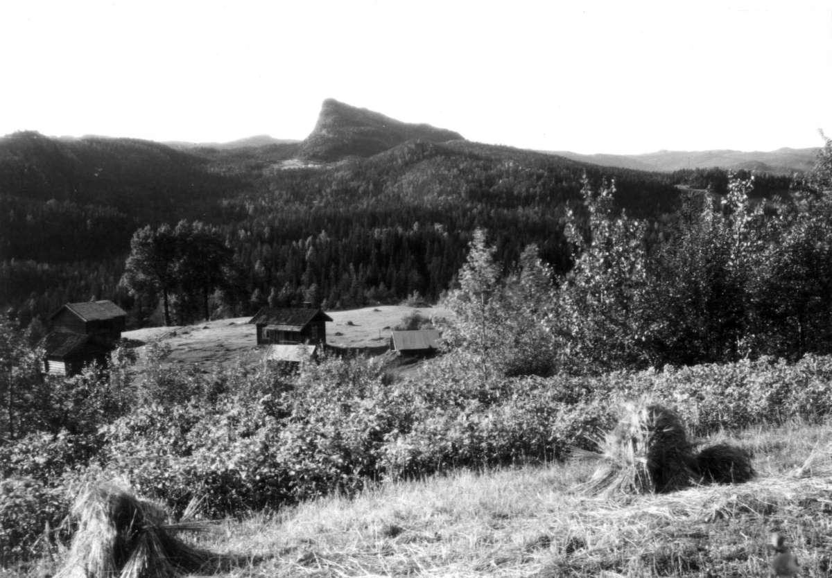 Landskap med skog og fjell i Rollag? 1930. Oversiktsbilde. Gårdstun.