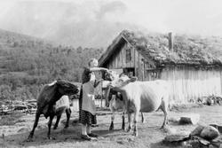 Kvinne gir kuene drikke/mat utenfor Skar-setra i Rauma i Mør