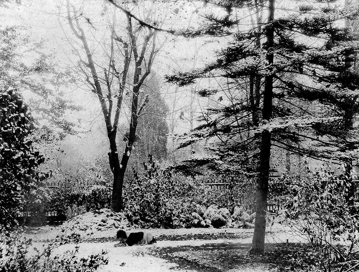 Hage vinterstid med hund, ukjent sted.
Serie tatt av Robert Collett (1842-1913), amatørfotograf og professor i zoologi. 