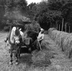 Slåttonn med hest på friluftsmuseet, Norsk folkemuseum. 1978
