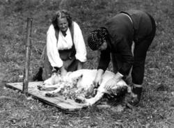 Demonstrasjon av saueklipping på Norsk Folkemuseum.  9. sept