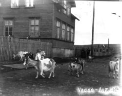 Vadsø, Finnmark. Geiteflokk i gateparti, august 1906.
