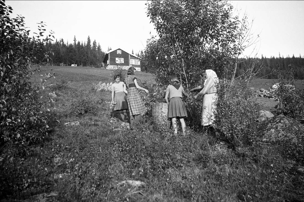 Kvinner og barn deltar i lauving på Ligardshaugen 1941.