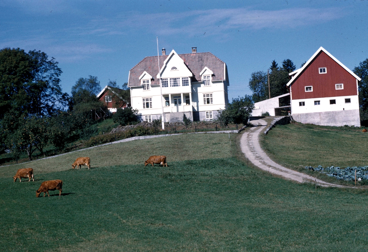 Gården Øygård,  Øvre Birkeland, Birkenes.