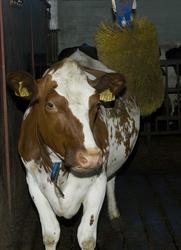 Serie bilder av fe i fjøset på Kongsgården.