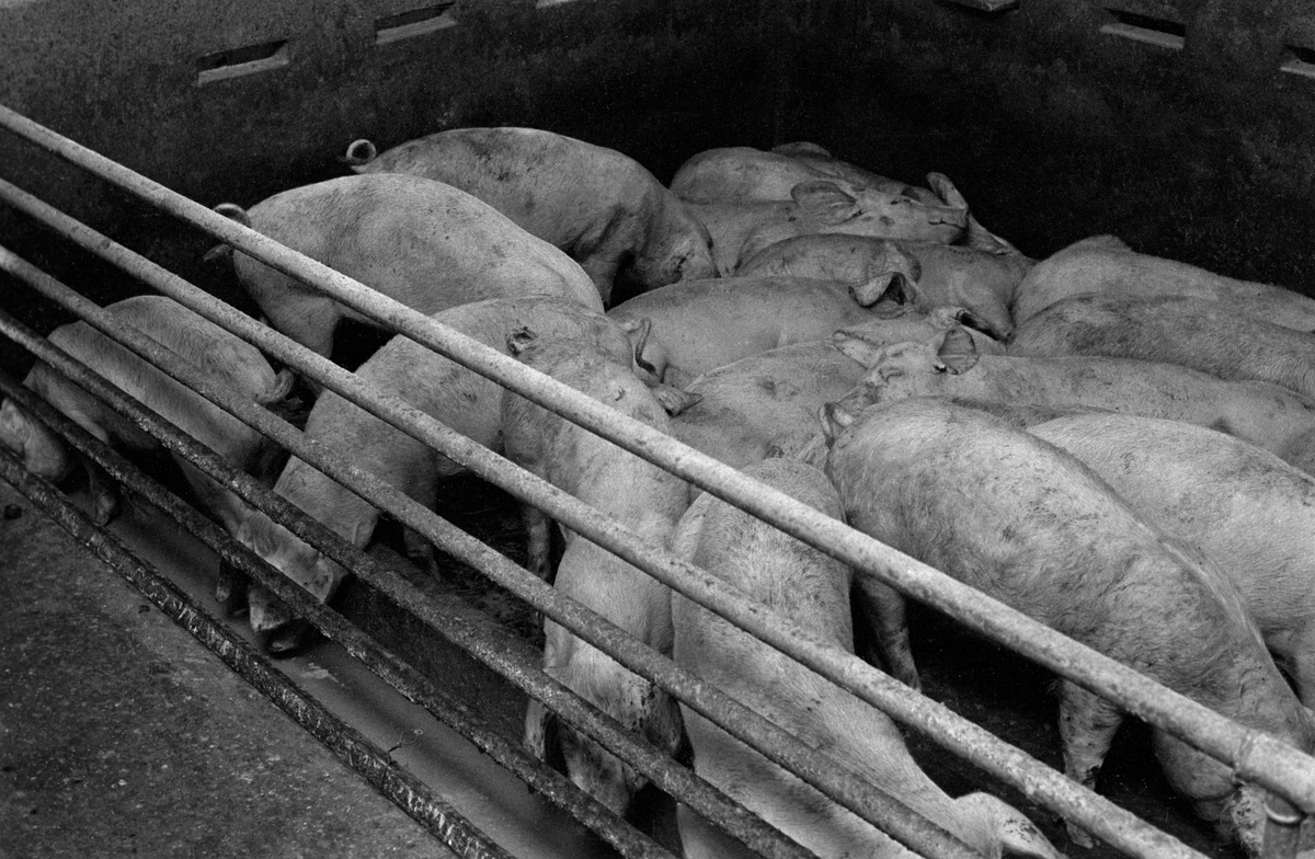 Trangt om plassen i grisebingen. Fra grisefjøset på Bleiker gård i Asker hvor grisene blir fóret med sjokolade  9. desember 1961.