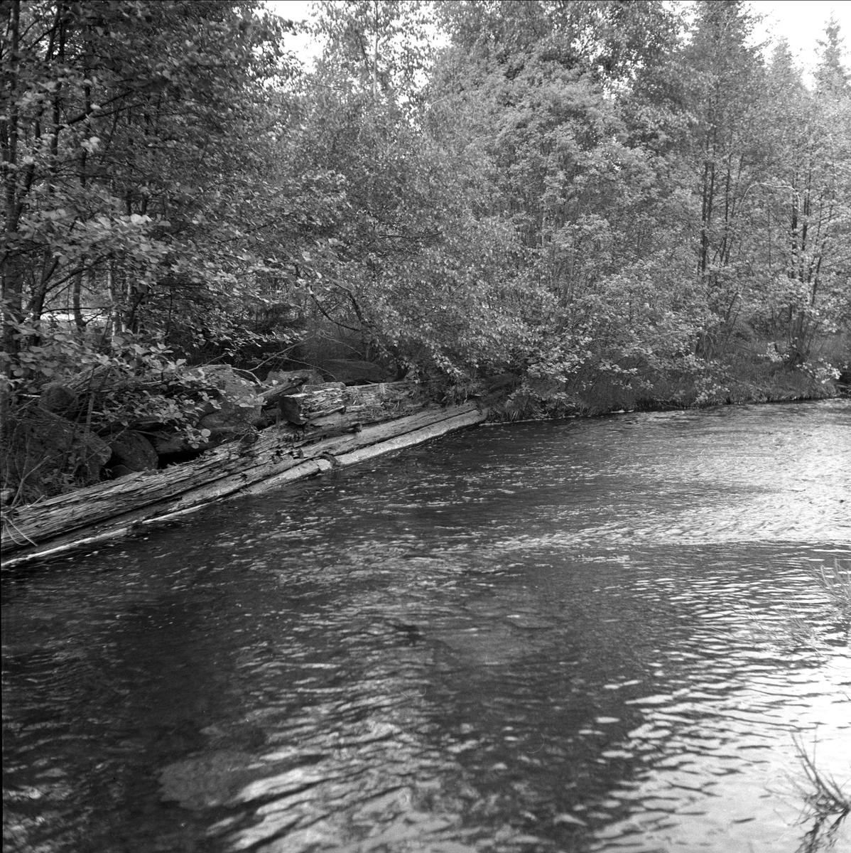 Norsk landmåling i Sverige, skogområde med tømmerfløting, Sverige, juni 1958.