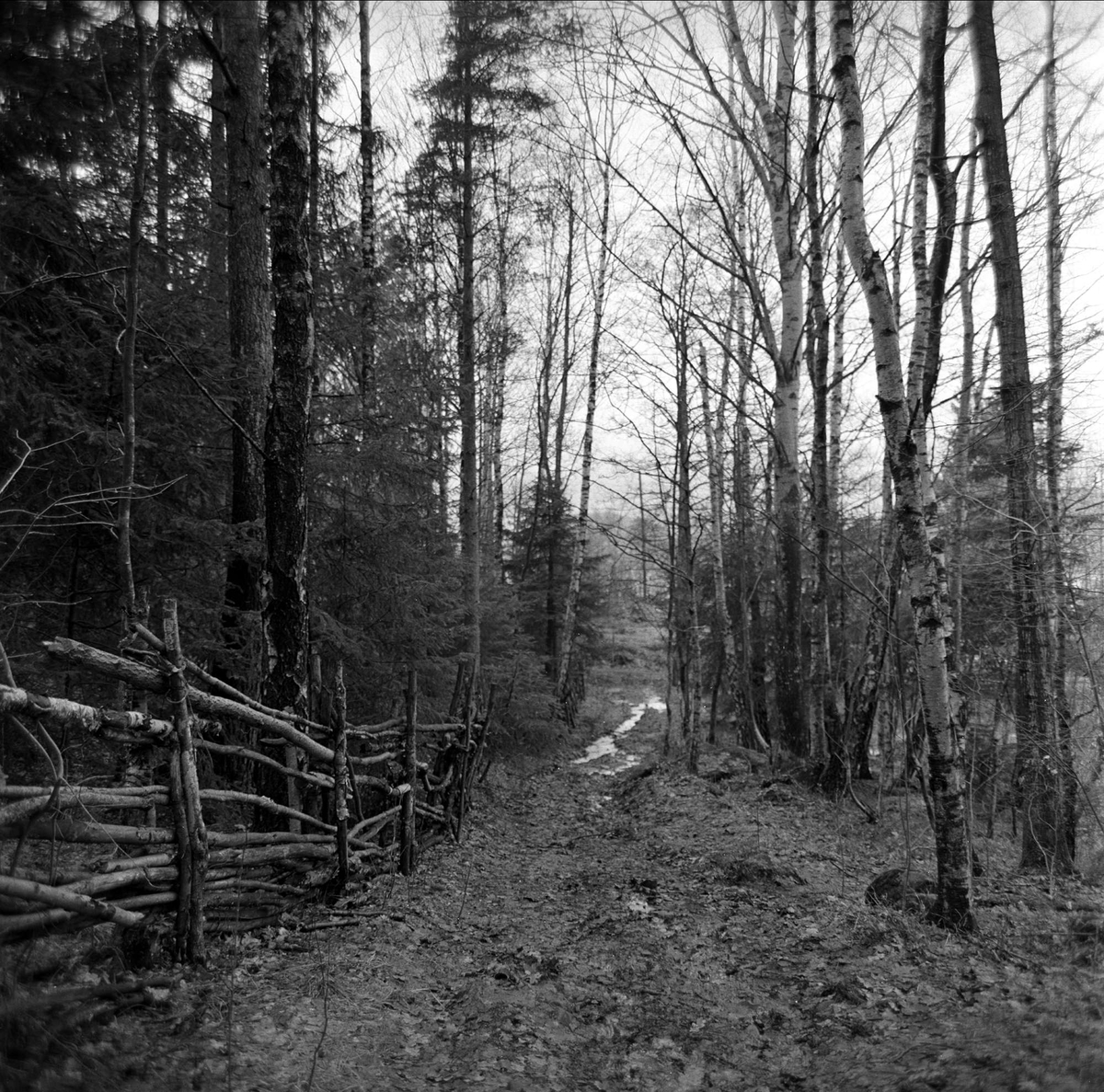 Skigard i skogen, Holmsbu, Hurum, april 1963.