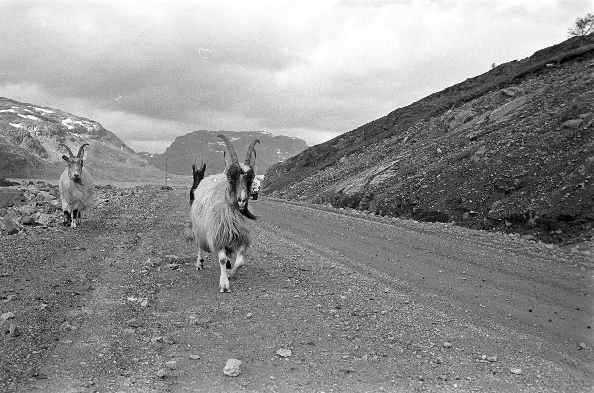 Haukeliveien, Vinje, 1964. Geiter på veien