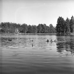 Bugårdsparken, Sandefjord, Vestfold, 30.07.1955. Ender.